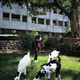 Image for article titled A striking photo project asks why India is better at protecting its cows than its women